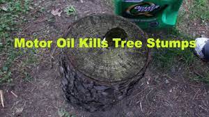 Just cut a big stump close to its base and cover it with the trash bag. How To Use Motor Oil To Kill A Tree Stump Tutorial Youtube