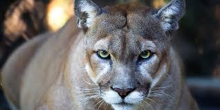 Florida panther puma concolor coryi adopted: The Florida Panther Florida Rv Trade Associationflorida Rv Trade Association