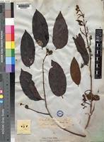 Image result for Combretum fuscum