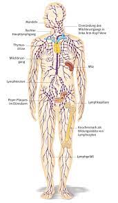 So ist das lymphsystem aufgebaut. Lymphsystem Aus Dem Gesundheitslexikon Gesundheit Medizin Und Heilkunde Auf Wissen De