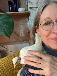 Does your kiki Rooster Crows at night?