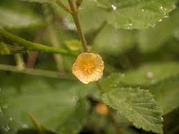 Image result for Sida veronicifolia