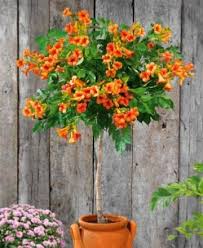 Top 10 des arbres en pots à cultiver sans difficulté et modération de arbre en pot exterieur image. Arbustes Pour Pots Achat Vente Arbustes A Planter En Pot Terrasse