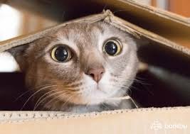 Lauren demos, feline specialist and chief veterinary officer at pettable. My Cat S Breath Smells Like Fish Rotten Meat And Barkibu Es