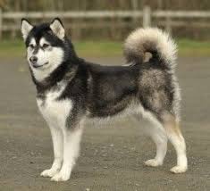 Giant alaskan malamute puppies for sale uk. Giant Alaskan Malamute Puppies For Sale Uk Pets Lovers