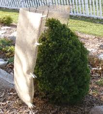 The wrapping process can easily break and bend the branches. Midwest Gardening Fall Prep Chores