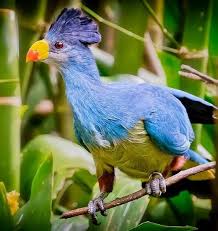 Rwenzori turaco (gallirex johnstoni) is a species of bird in the musophagidae family. Pin On Tourism Uganda