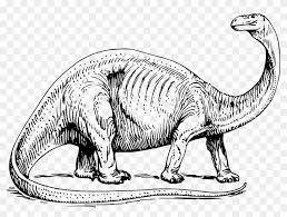 See dinosaur black and white stock video clips. Big Image Dinosaur Black And White Drawing Free Transparent Png Clipart Images Download