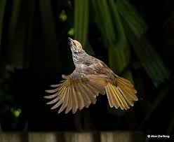 We did not find results for: Jumlah Jenis Dan Risiko Kepunahan Burung Di Indonesia Meningkat Mongabay Co Id Mongabay Co Id