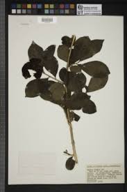 Image result for Excoecaria madagascariensis