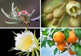 Maybe you would like to learn more about one of these? 50 Different Fruit Tree Flowers Home Stratosphere