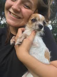 Sharing only Lost dog in Midland