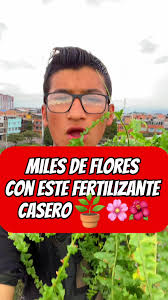 Cómo hacer abono de lentejas para tus plantas