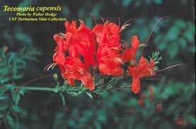 Image result for Tecomaria nyassae