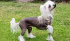 Chinese Crested Dog - Wikipedia