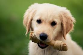 Just remember, we're available 24/7 so if you have any questions, comments, or concerns please don't hesitate to call: Pet Dental Insurance Does Your Pet Insurance Cover Dental Care