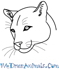 There is a difference in their features that you have to take note as intricate details and well proportioned in they`re mouth what do you think about the simple tutorials above? How To Draw A Mountain Lion Head