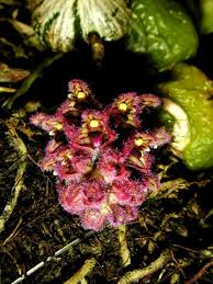 Image result for Ancistrorhynchus tenuicaulis