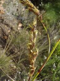 Image result for Tetraria