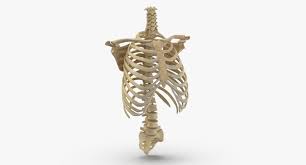 Sep 06, 2019 · there are 11 pairs of external intercostal muscles. 3d Real Human Rib Cage Model Turbosquid 1637730
