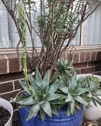 Totem pole cactus, botanically known as lophocereus schotii var. Aloe Brevifolia Succulents Plants Indoor Plants