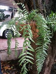 Samambaia Chorona | Samambaia, Jardinagem, Jardim