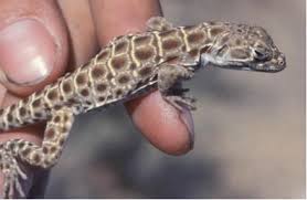 Gecko pest control provides tucson with the best in infrared inspection and pest extermination. Lizards Saguaro National Park U S National Park Service