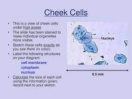 Maybe you would like to learn more about one of these? Virtual Microscope Cheek Cells Ppt Download