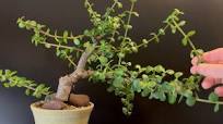 “Leaning Lemonade” Windswept Dwarf Jade Bonsai and Thickening Branches on  Portulacaria Afra