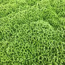 Image result for Selaginella soyauxii