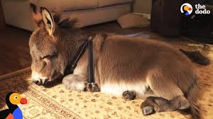 We did not find results for: Tiny Donkey Thinks He S Actually A Dog The Dodo Youtube