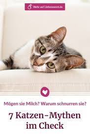 Das haustier der familie ist ein guter kamerad zum spielen und streicheln. Wie Sehen Katzen Warum Schnurren Sie 7 Katzen Fakten Katzen Fakten Katzen Schnurren