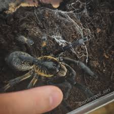 Image result for Pandiaka rubrolutea