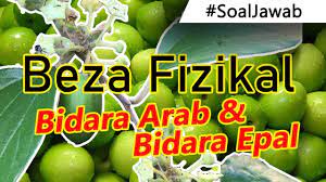Pokok bidara atau nama saintifiknya ziziphus jujuba (sinonim: Cara Beza Pokok Bidara Arab Dan Bidara Epal 3 Beza Fizikal Pokok Bidara Yang Wajib Anda Tahu Youtube