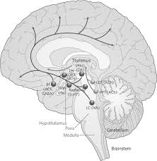 Brainstem development is similar to spinal cord development and unfolds like a book. Structural And Functional Neuroanatomy Section I Behavioral Neurology Neuropsychiatry