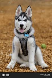 I just turned a year old and i am a very. Siberian Husky Male Image Photo Free Trial Bigstock