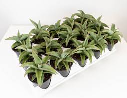 Image result for Cuviera semseii