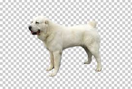Their original purpose was to protect the livestock and shepherds and provide companionship. Polish Tatra Sheepdog Akbash Dog Slovak Cuvac Central Asian Shepherd Dog Great Pyrenees Png Clipart Akbash