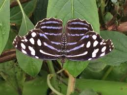 Weisser Blauschiller Blau Schmetterling