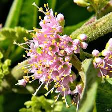 American Beautyberry Callicarpa Americana Plants Florida Gardening Native Plants