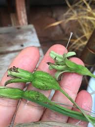 Image result for Xerophyta argentea