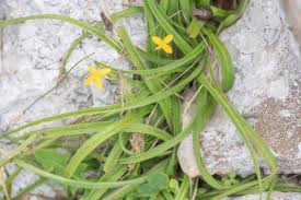 Image result for Hypoxis angustifolia