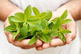Resultado de imagen para imagen stevia