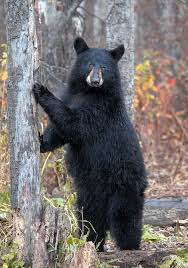 Female Black Bear Black Bear Bear Pictures Animals Beautiful