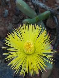 Image result for Hereroa