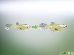 Look for a white tube or dot on her belly. 3 Ways To Tell If Your Fish Is Having Babies Wikihow