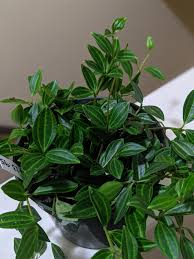 Image result for Duosperma quadrangulare