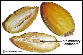 They are often covered with a sugary sap that tastes a lot like a combination of molasses and butterscotch. Palm Fruit Photos