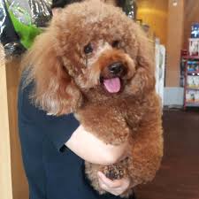 sevimli kucak kopegi poodle yavru kopek pelus