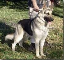 Black And Silver German Shepherd Puppies Black And Silver German Shepherd Dog German Shepherd Dogs German Sheperd Dogs Silver German Shepherd